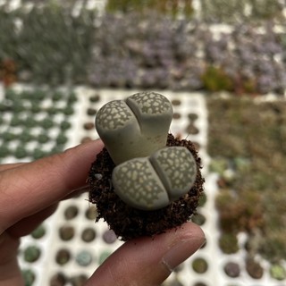 Sen Mông Lithops Lẻ 1 Cây Size 1-2cm  cây cảnh trang trí SENDABL