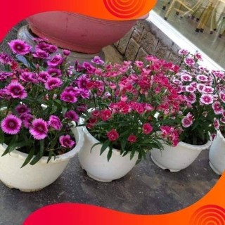 Hạt hoa cẩm chướng nhiều màu