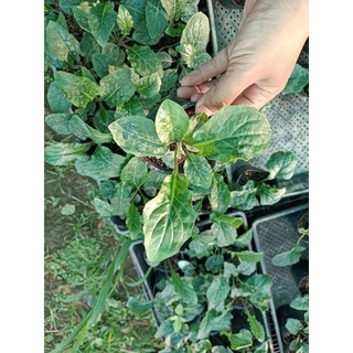 Hoa đồng tiền cao bầu nhỡ