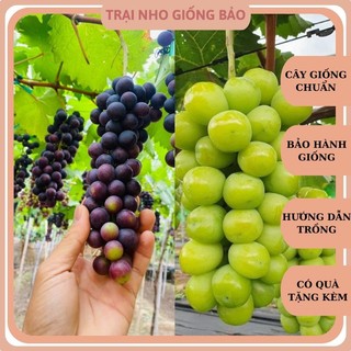 Combo 2 cây nho giống hạ đen không hạt và 2 cây nho giống mẫu đơn