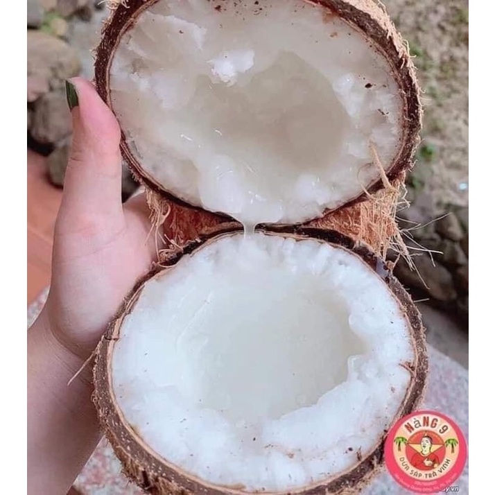 Cây giống dừa sáp lùn