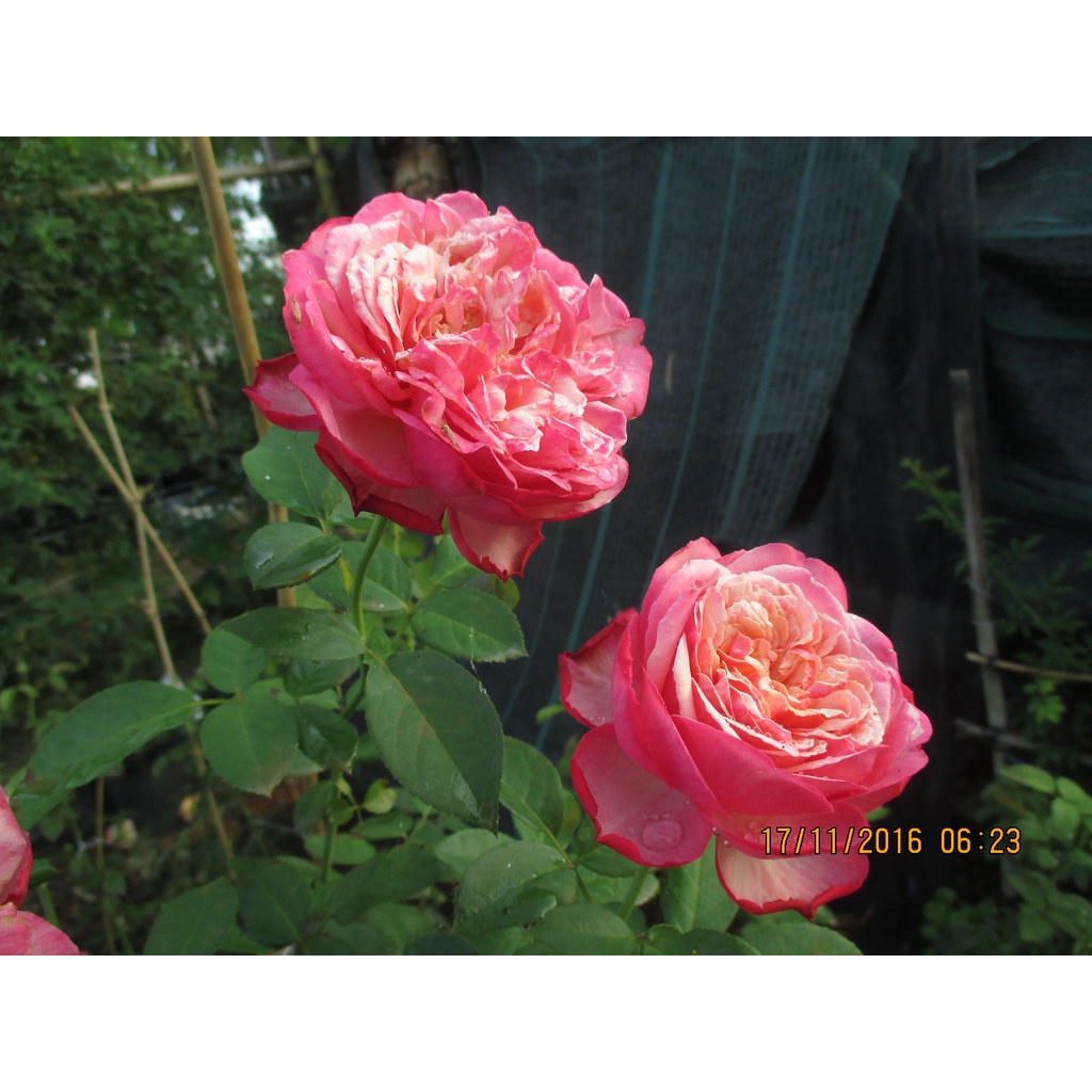 Hoa hồng leo ngoại Kordes’ Jubilee rose