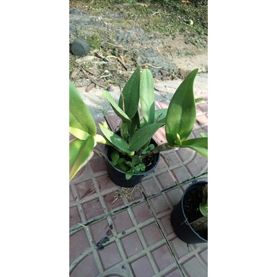 Hoa lan Cattleya mini cánh sáp - hoa màu cam