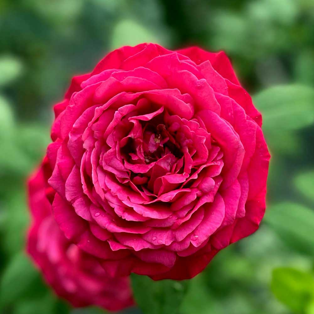 Hoa Hồng Janice Kellogg Rose - hồng bụi, hoa to