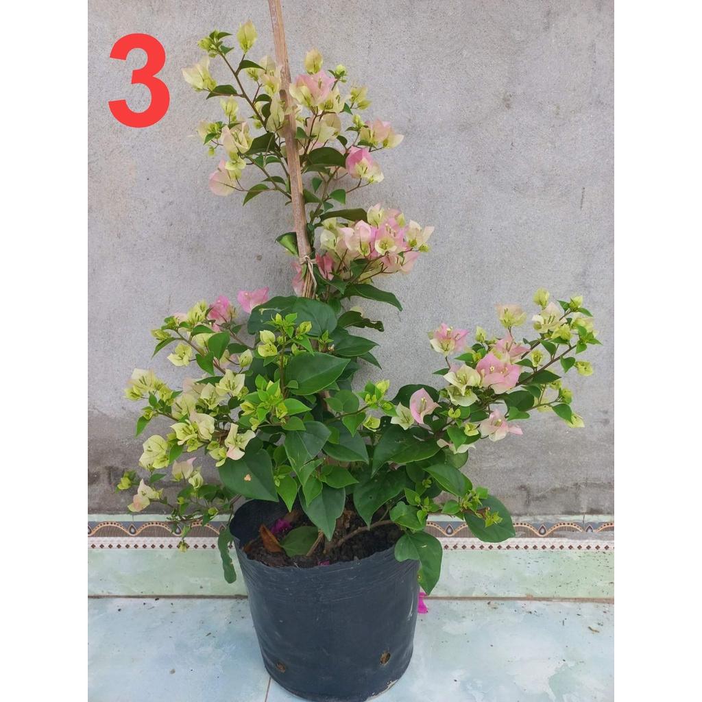CHẬU HOA GIẤY SẴN HOA NHƯ HÌNH ĐĂNG( CÓ 5 MÀU CHO KHÁCH CHỌN)