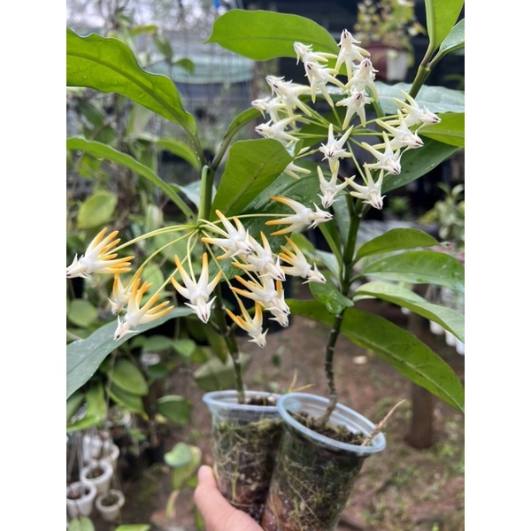 Hoa Cẩm cù - hoya Multiflora white thân gỗ, nhiều size cây, ra hoa quanh năm, rất dễ trồng