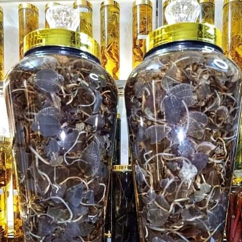 Lan kim tuyến  rừng tươi ngâm rươu