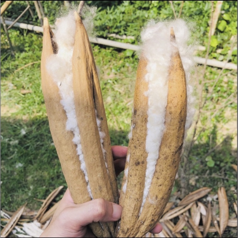 bông gòn tự nhiên (5 trái)