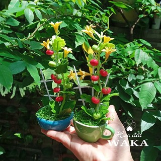 Hoa Đất Sét Mini - Giàn Cà Chua Mini