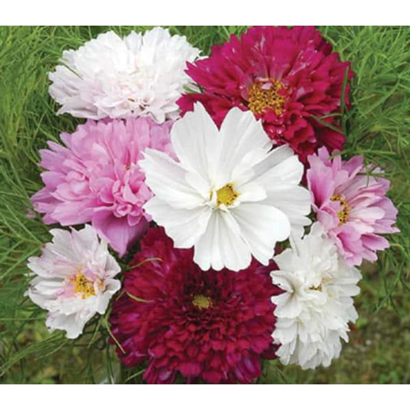 100 Hạt giống Hoa sao nhái_cánh bướm kép Cosmos Double  chuẩn F1