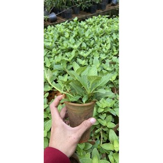 Combo 10cây rau xá xị , rau thơm mùi xá xị vị ngọt