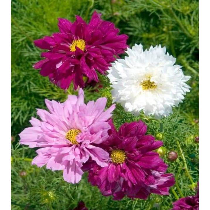 100 Hạt giống Hoa sao nhái_cánh bướm kép Cosmos Double  chuẩn F1