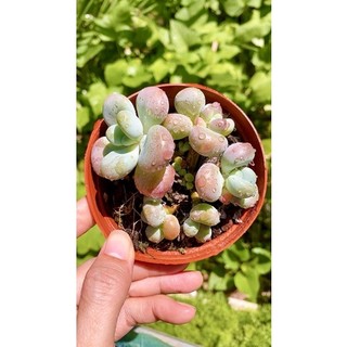 sen đá sỏi Hồng