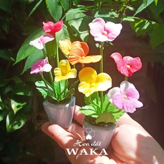 Hoa Đất Sét Mini-Hoa Păng xê 12cm