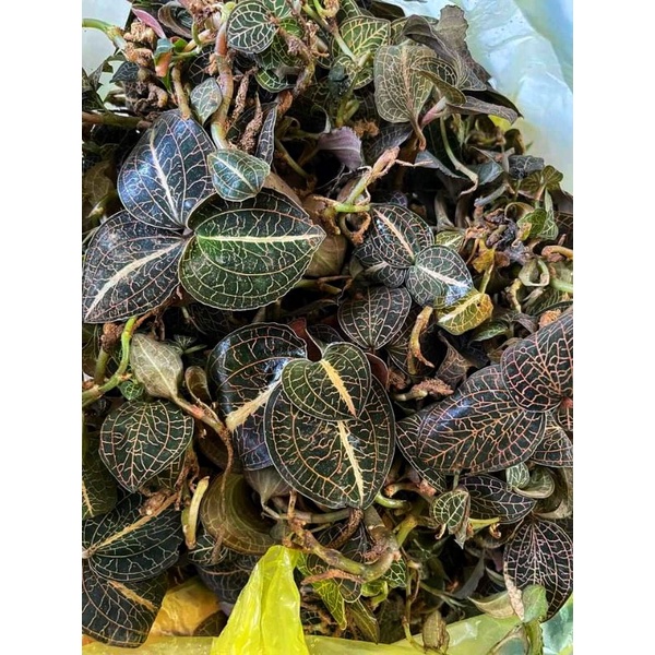 Lan kim tuyến  rừng tươi ngâm rươu