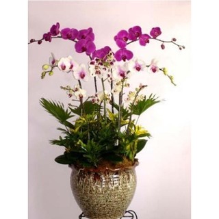 Hạt Giống Hoa Lan Hồ Điệp