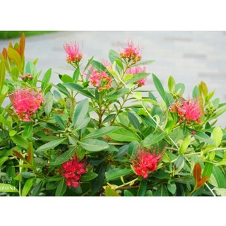 Chậu cây mai thái hồng cao 25-45cm
