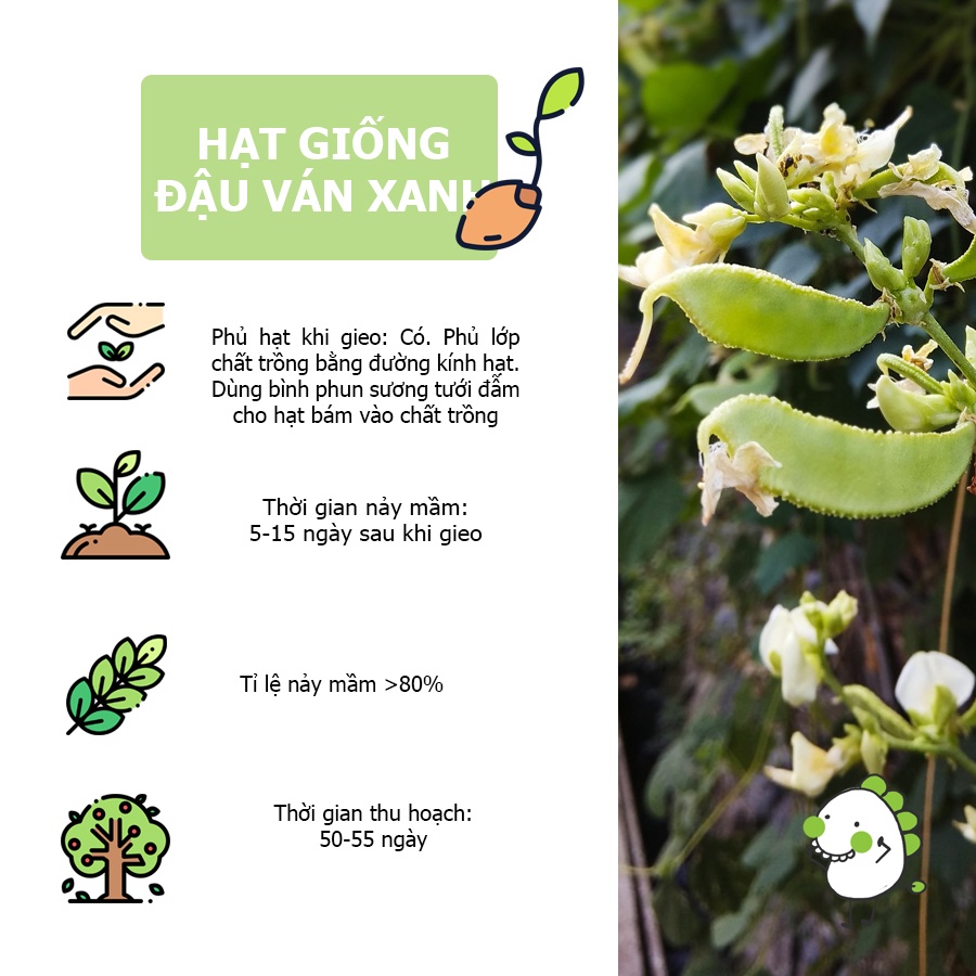 Hạt giống Eco Friendly - Đậu Ván Xanh