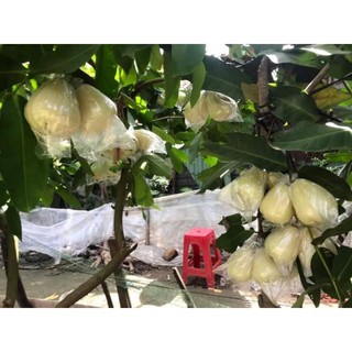 Cây 🌲 Mận trắng sữa ( ngon giòn)☆☆☆☆☆