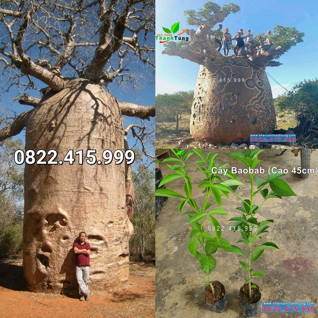 Cây giống Bao Báp (baobab), bao sống 100%, Có thẻ bảo hành trị giá 10Tr