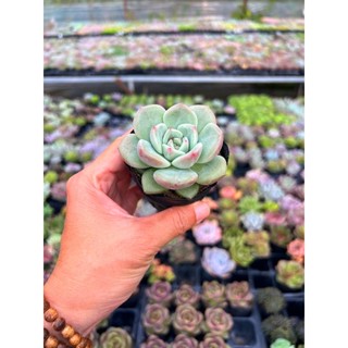 Sen đá Pha Lê đỏ size nhỏ 4-4,5cm, ú nu, hư 1 đổi 1