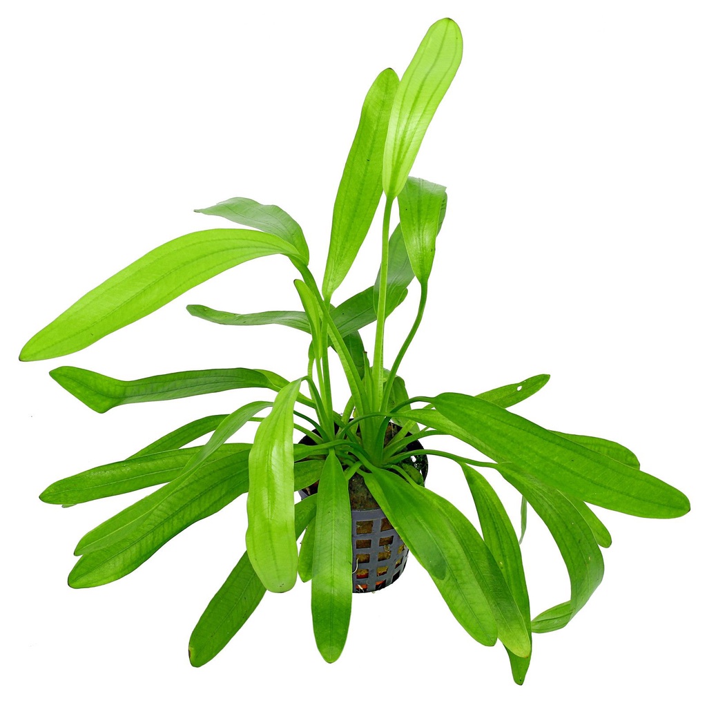 Cây Trầu lưỡi mèo - Echinodorus Uruguayensis