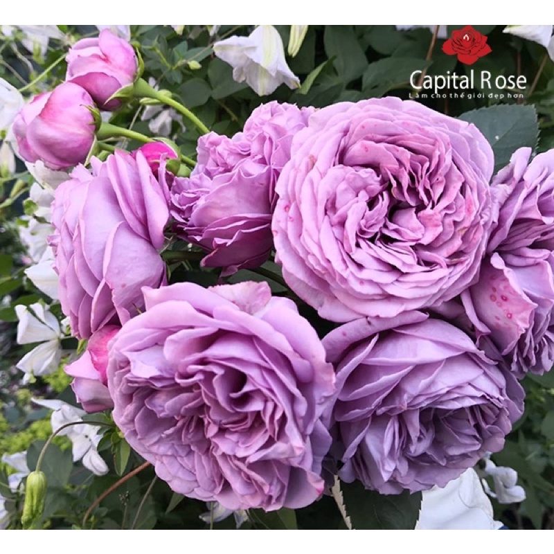 Hoa hồng Kinda blue Rose - hồng bụi, hoa to, màu tím