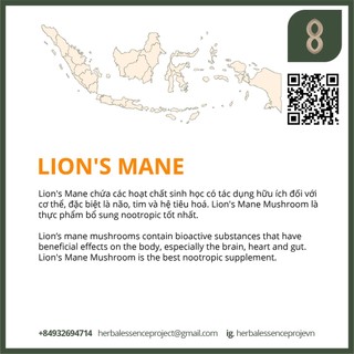 NẤM HẦU THỦ-LION'S MANE