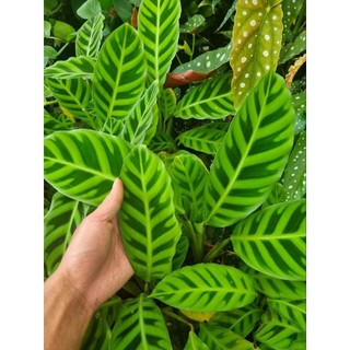 Chậu cây đuôi công thỏ (Calathea zebrina)