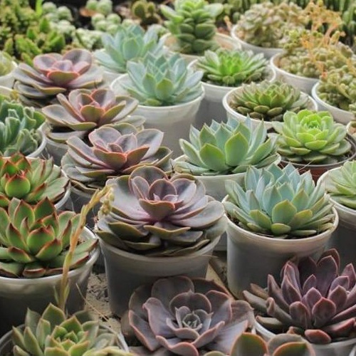 Sen đá trung  - Green Life - Đã thuần khí hậu, Siêu khỏe, Đa dạng - Cây cảnh trang trí nhà cửa