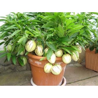 Hạt Giống Dưa Pepino (Đã ủ kích mầm sẵn tỉ lệ nảy mầm cao) - GÓI HÃNG UY TÍN