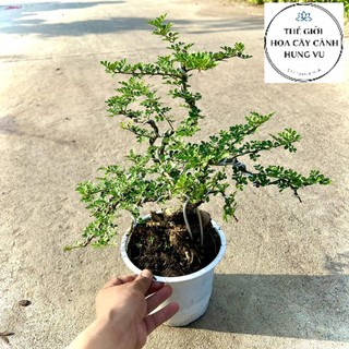 Cây cần thăng size trung cao 40cm