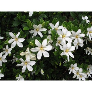 Cây hoa dành dành cao 50 cm (Ảnh thật số 2).
