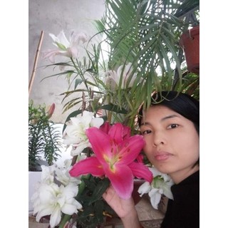 10 củ hoa ly đỏ thơm size đại