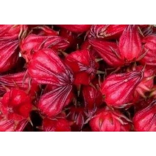 Cây giống atisso(1 bầu giống 20cm)