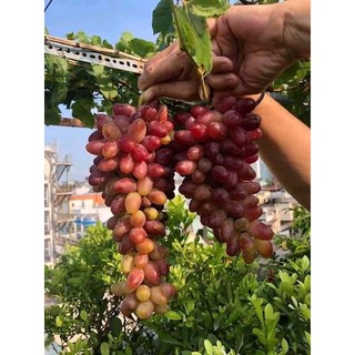 Cây nho giống nho ngón tay.