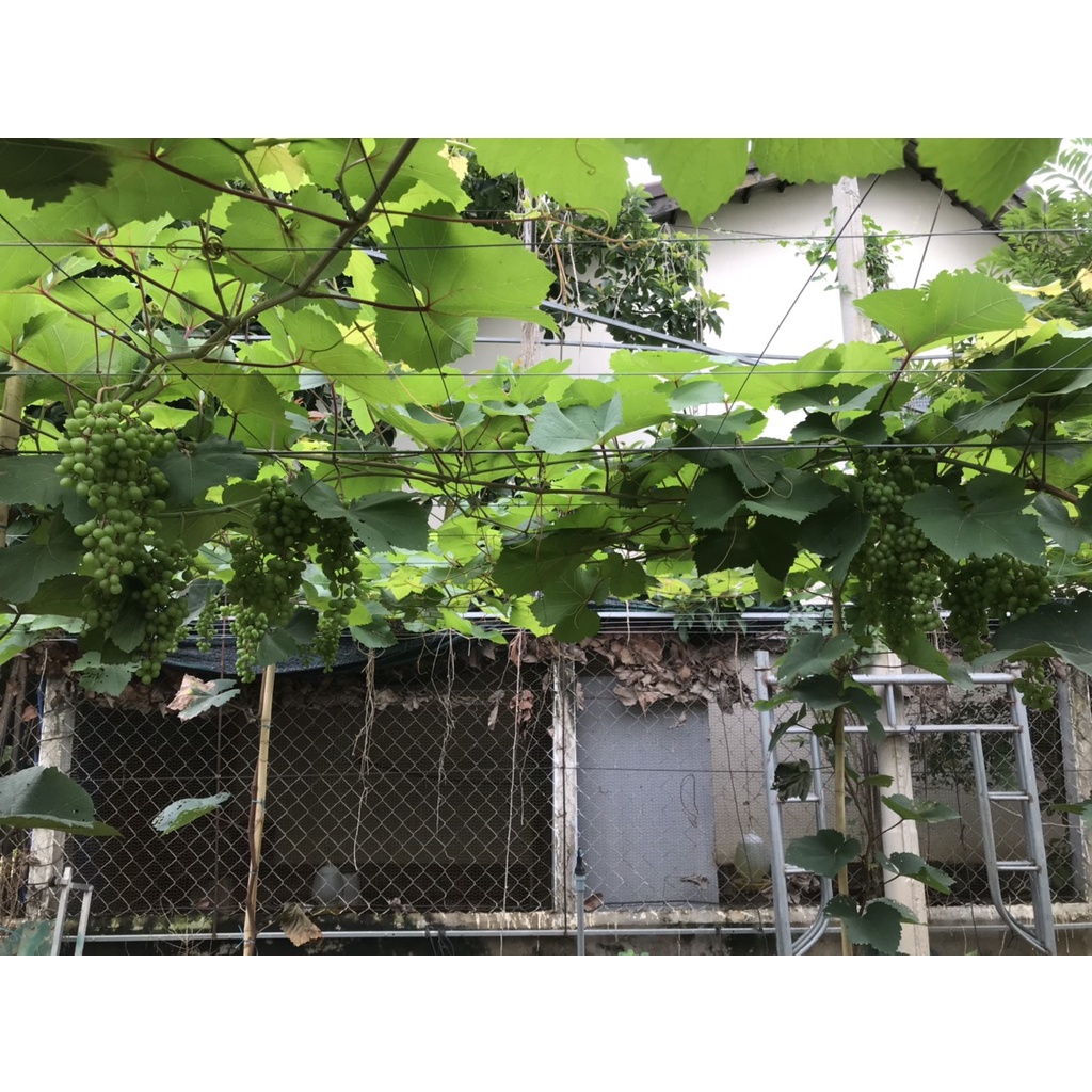 Cây nho giống Bailey Ninh Thuận thân dây leo giàn trồng chậu trên sân thượng NB12