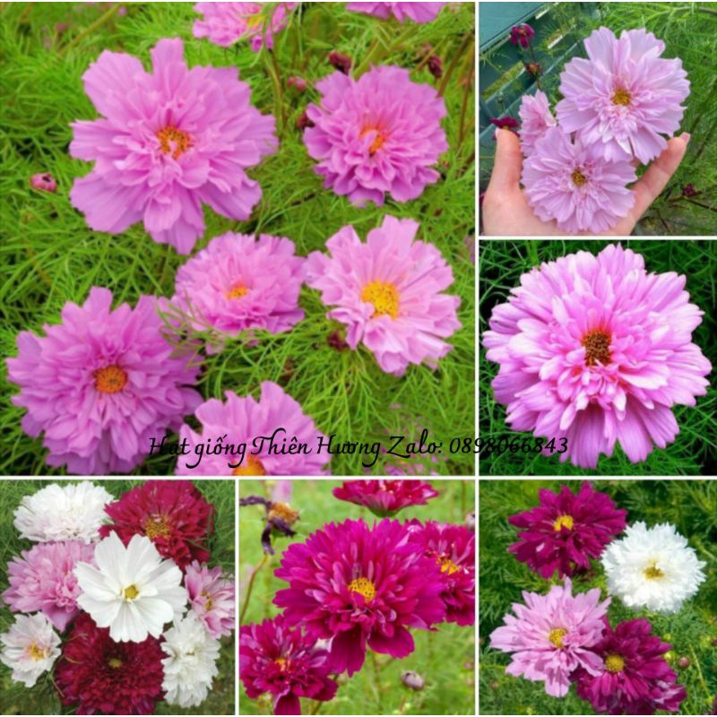 100 Hạt giống Hoa sao nhái_cánh bướm kép Cosmos Double  chuẩn F1