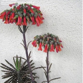 Combo 3 Cây sen đá xương cá Kalanchoe