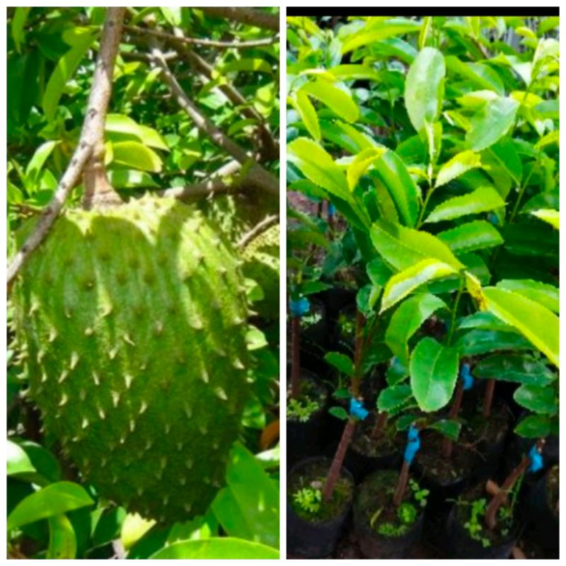 Mãng cầu xiêm 25k