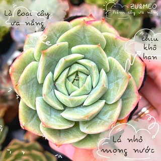 Sen đá liên đài xanh size bé 4-6cm - ZUMEO tiệm cây ưa nắng