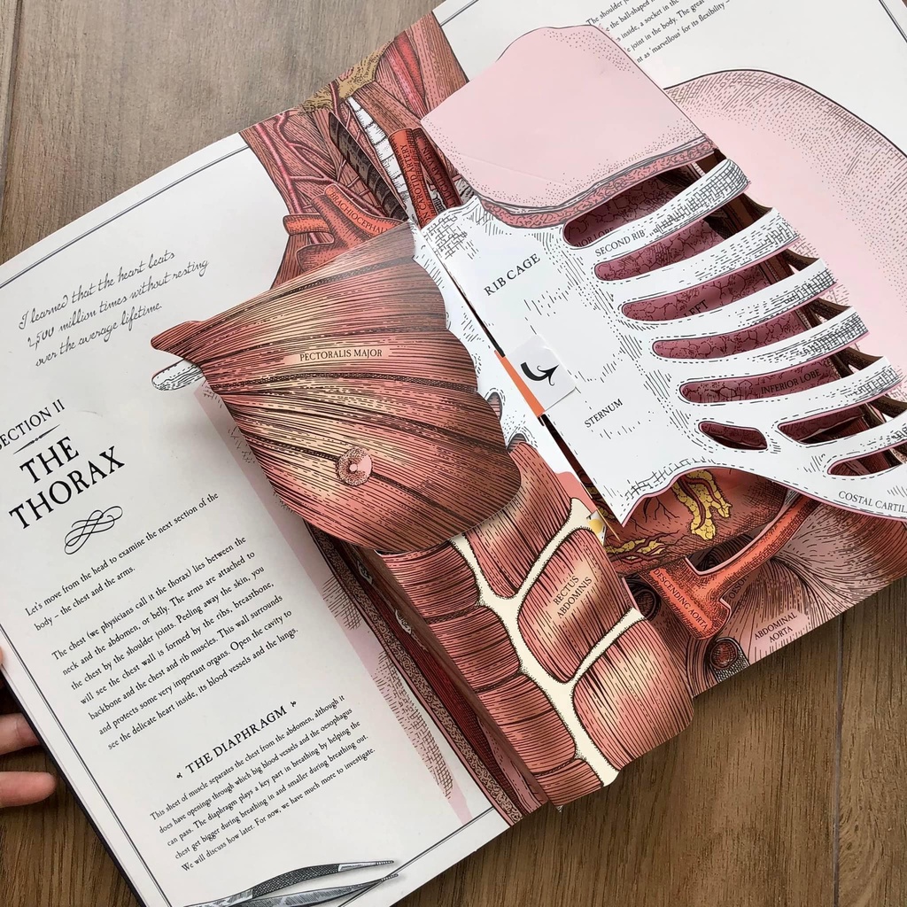 Đồ chơi 3D Pop-up THE HUMAN BODY - A POP UP GUIDE TO ANATOMY dành cho bé