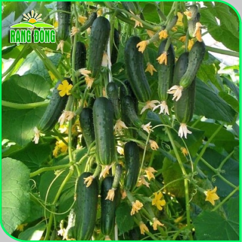Hạt giống Dưa Leo Baby Lyssa - Dưa chuột chùm siêu trái, TỰ THỤ PHẤN, trồng quanh năm (gói 5 hạt) - Hạt giống Rạng Đông