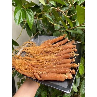 100gr Nhân sâm bồi bổ cơ thể (1 Lạng 4-5 củ)