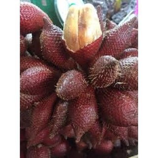 CÂY GIỐNG MÂY THÁI,SIÊU QUẢ SIÊU NGON (sale tụt quần )