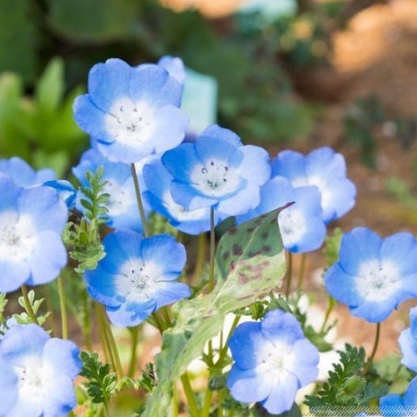 Gói 20 Hạt Giống Hoa Tình Yêu - BABY BLUE ĐẾN MÙA TRỒNG TẾT hạt siêu rẻ