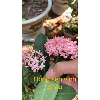 Mẫu đơn hồng sen Vĩnh châu hoa thơm, lá đẹp