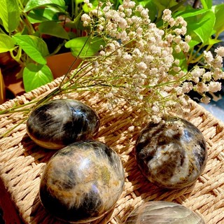 Palm đá Black Sunstone