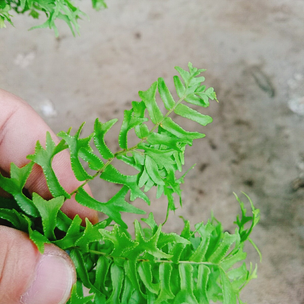 Cây Dương Xỉ Đuôi Tôm - cây cảnh để bàn