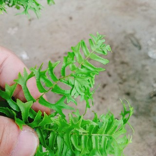 Cây Dương Xỉ Đuôi Tôm - cây cảnh để bàn